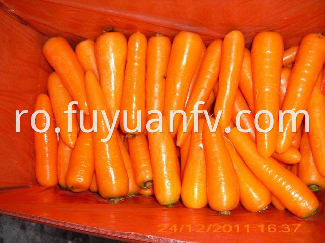 Carrot